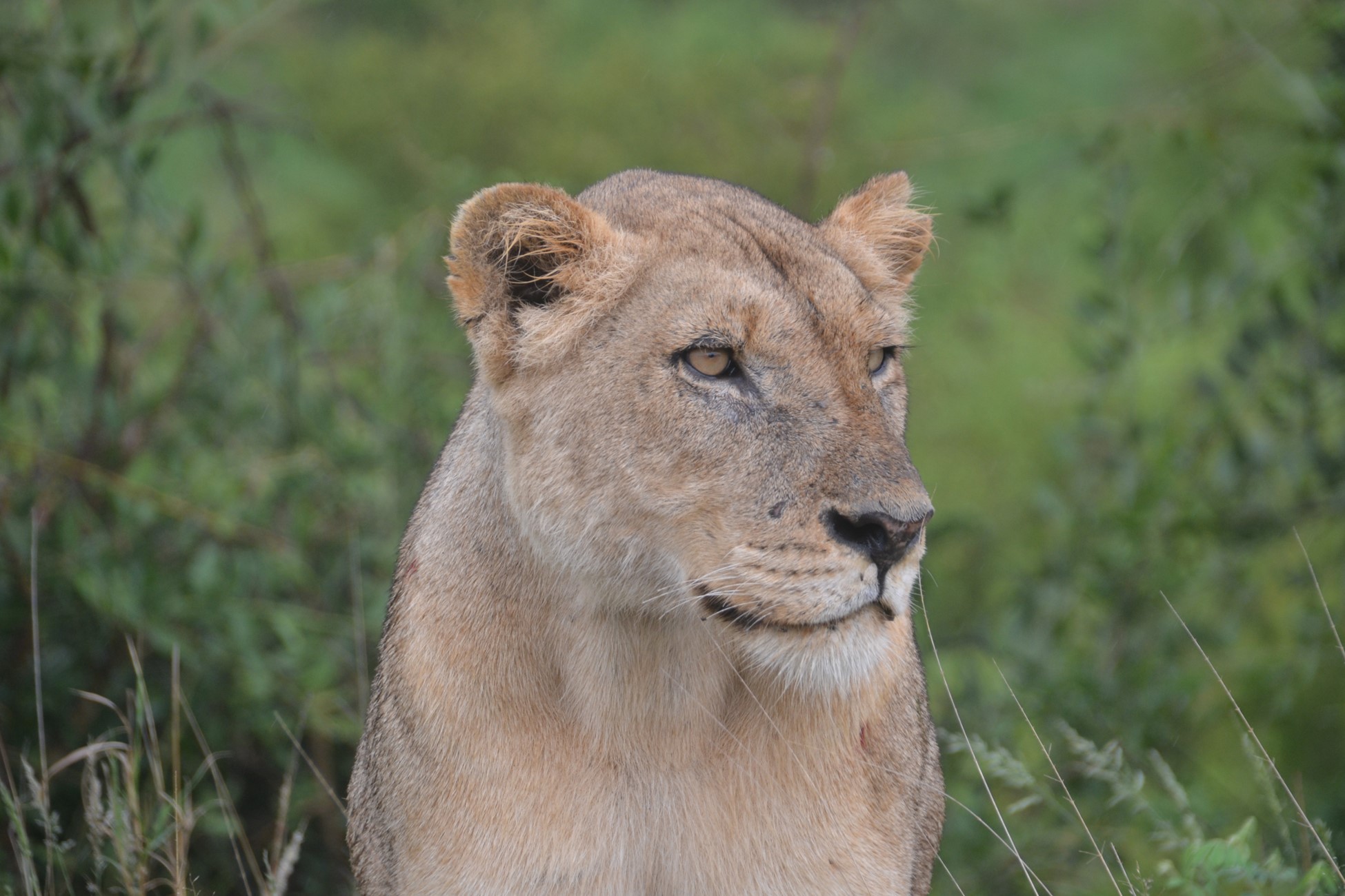 Lioness, Kruger National Park, photo by Prof. Mark Schultz