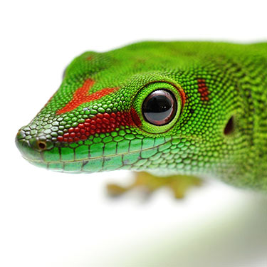 Integrated Biosciences gecko