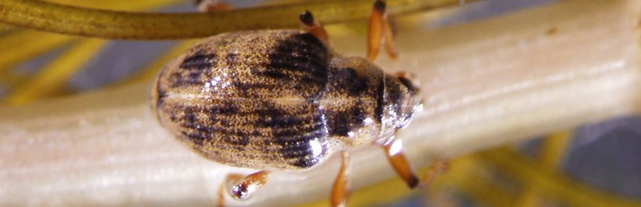 weevil925300.jpg