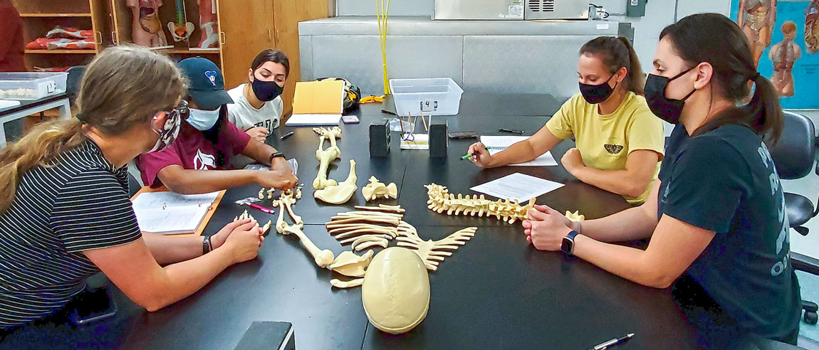 Biomedical science and pre-med students at Akron examine a skeleton in a lab