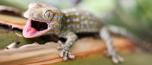 A gecko, which is often the subject of study in biomimickry at The University of Akron