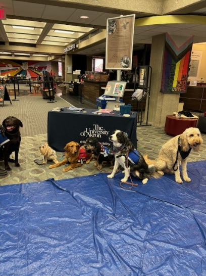 Several leashed dogs gather on a blue tarp at an indoor University of Akron event.