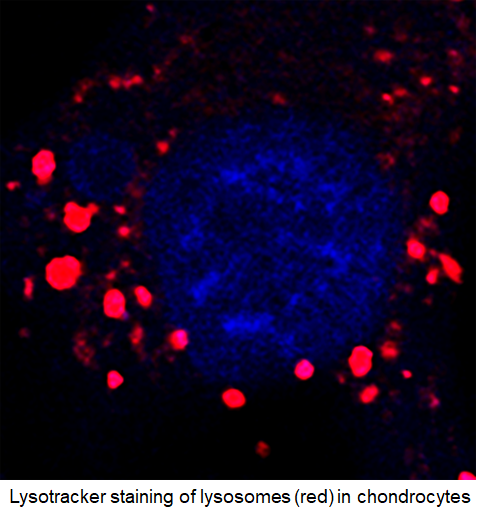 Lysosome_CCs-01-1.png