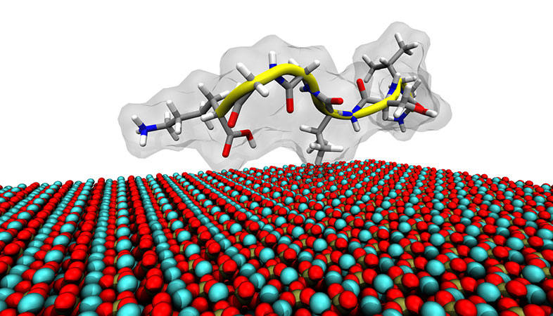 Binding of peptide to hydroxyapatite surface