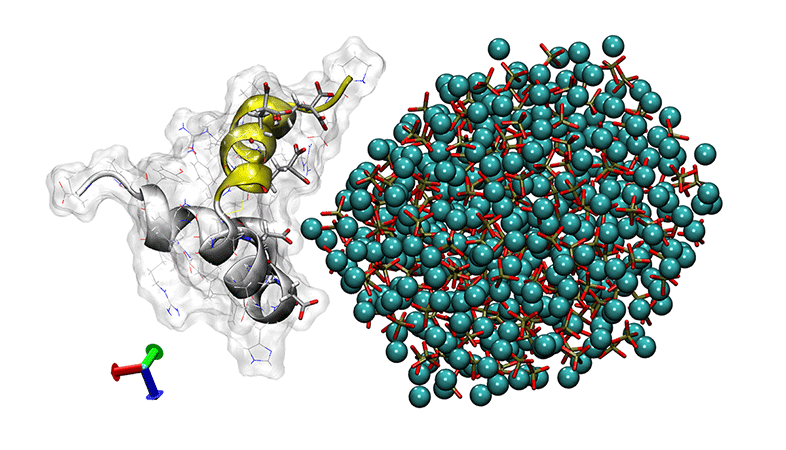 Free energy minimized binding complex of osteocalcinamorphous calcium phosphate