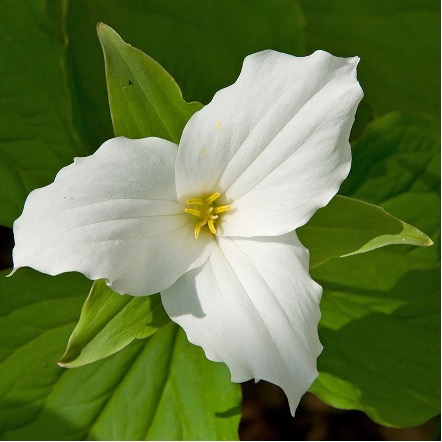 Great White Trillium, T. grandiflorum