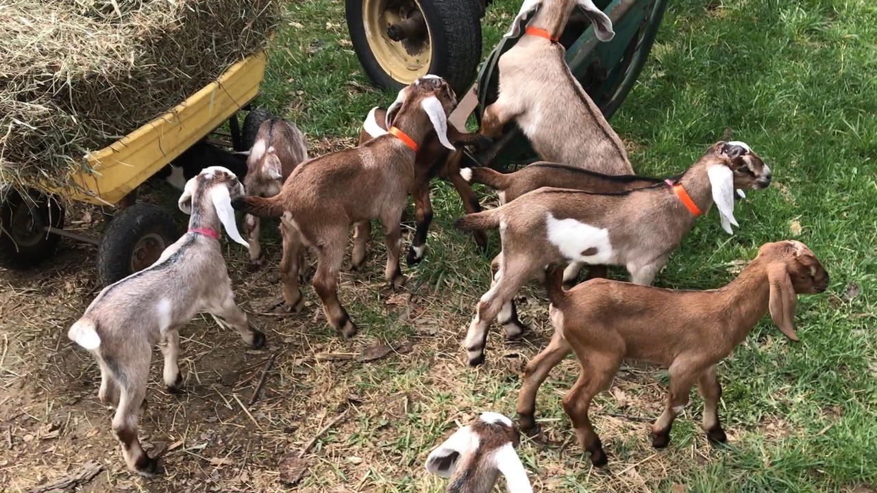 Goats.jpg