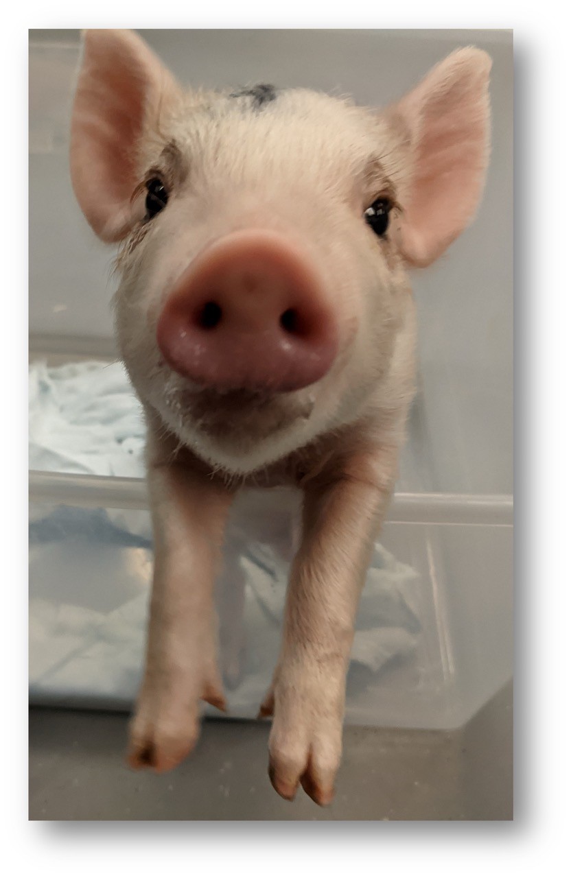 Piggy.jpg