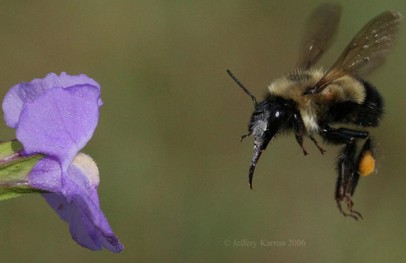 Bombus_vagans_approaching_Mimulus_ringens.jpg