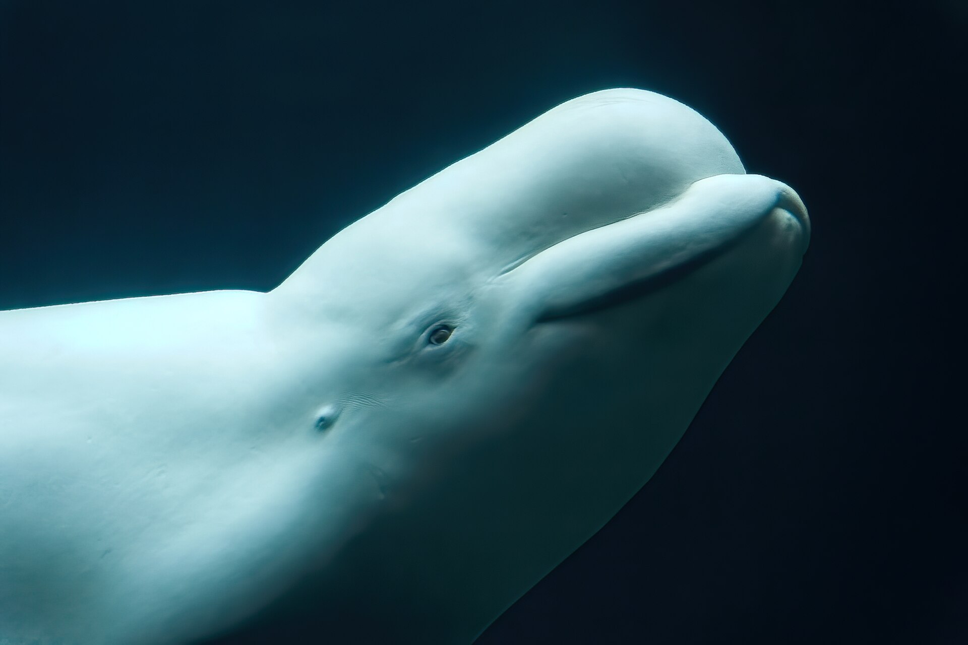 Beluga.jpg