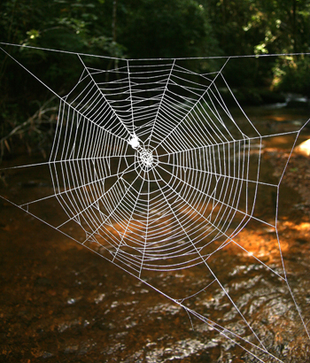 huge spider web