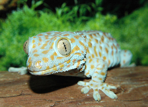 blue-spotted gecko