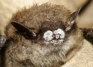 brown bat with WNS