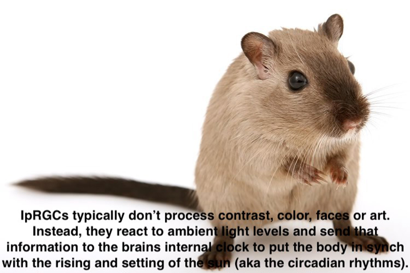 mouse-color-vision-neurosiencenews