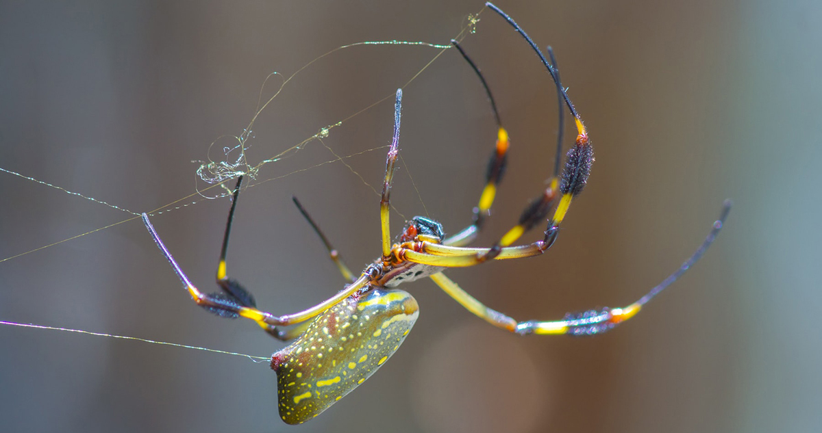 Orb-spider-making-web