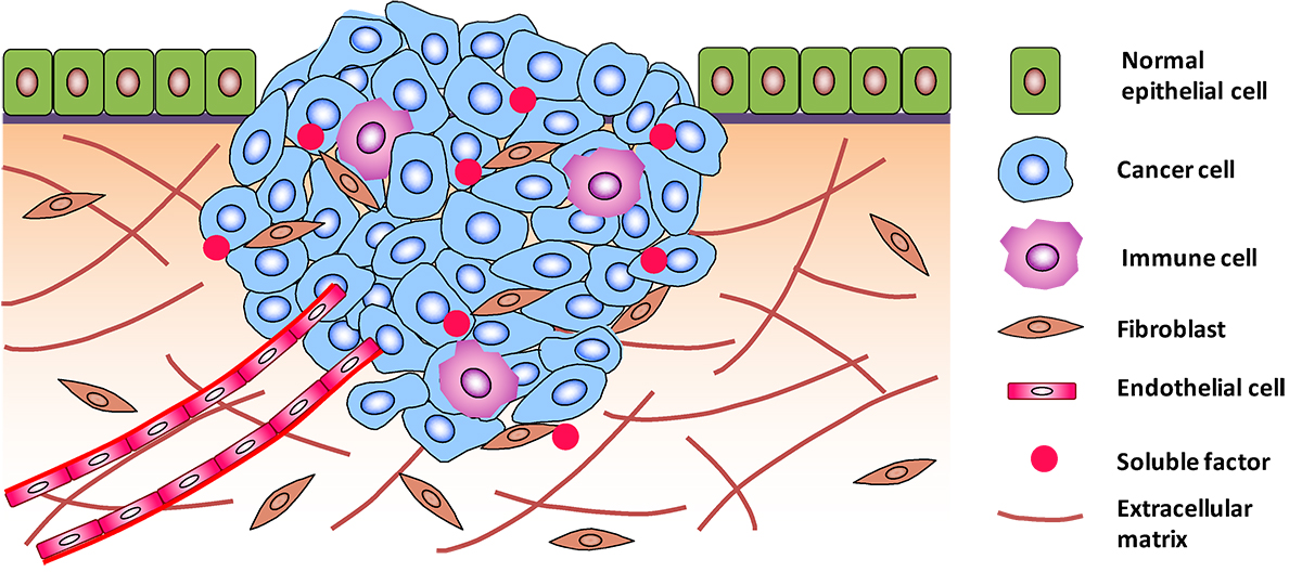 Stromal-cell-illustration-1200