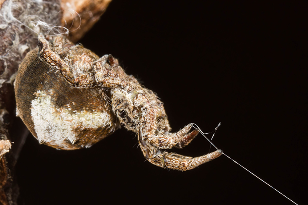 How do spiders avoid getting tangled in their own webs?