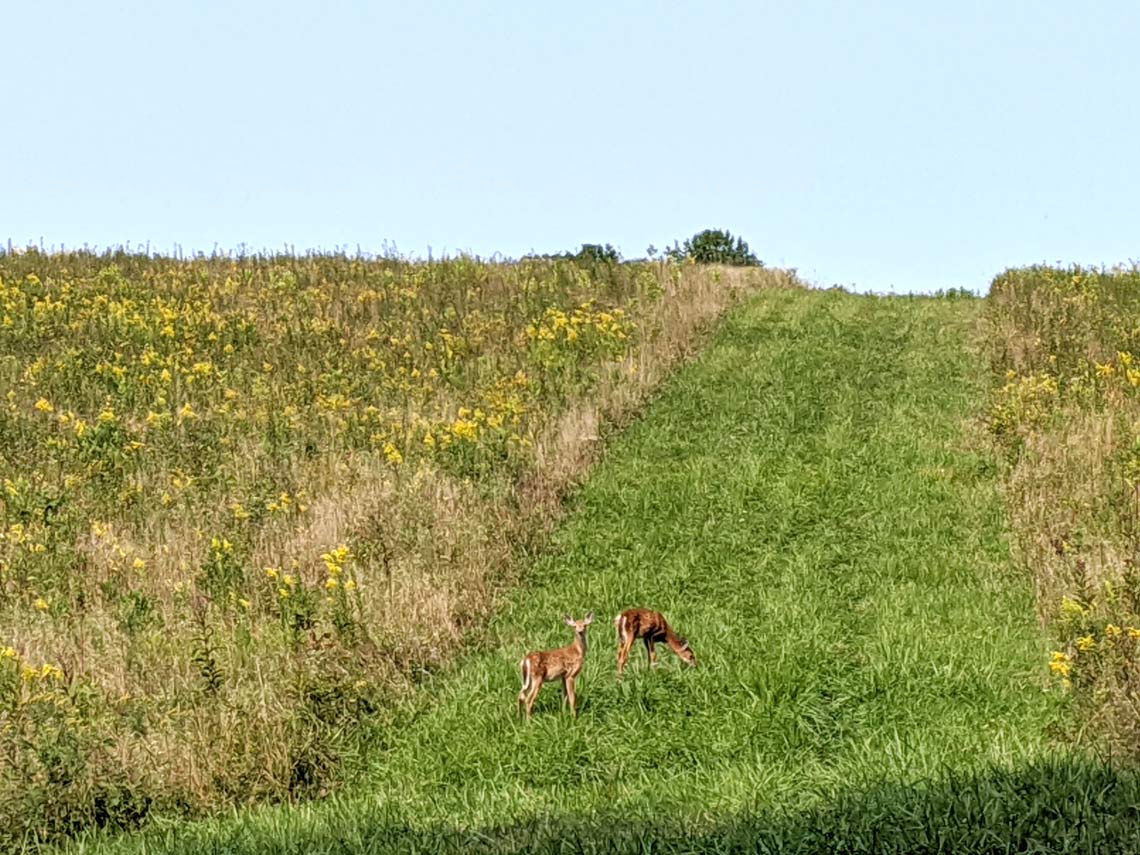 A group of deer on a grassy hill at the Bath Nature Preserve