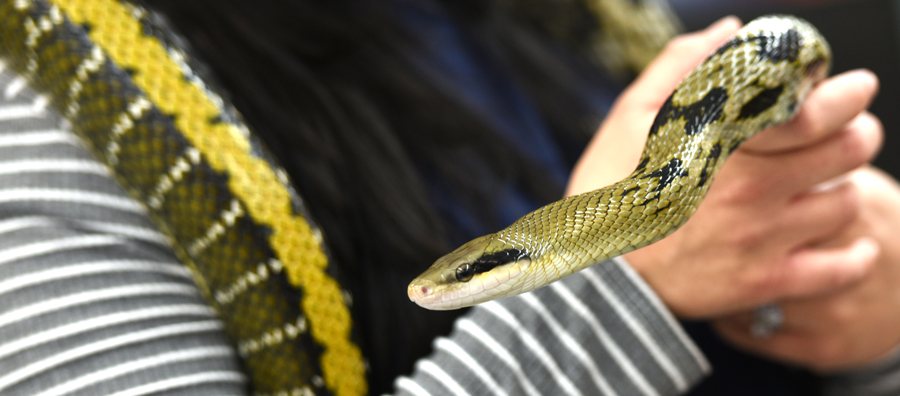 Penny is a Vietnamese beauty snake and lab mascot for Dr. Henry Astley.