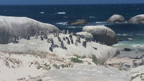 Penguins on Boulder Beach near Cape Town, photo by Prof. Mark Schultz