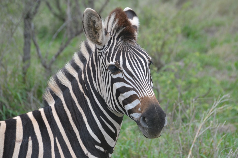 Zebra, Kruger National Park, photo by Prof. Mark Schultz