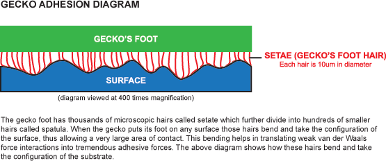 Gecko Adhesion