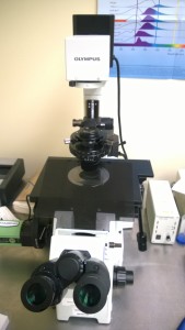 Fluorescence Optical Microscopy