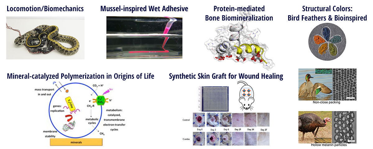 Biomaterials