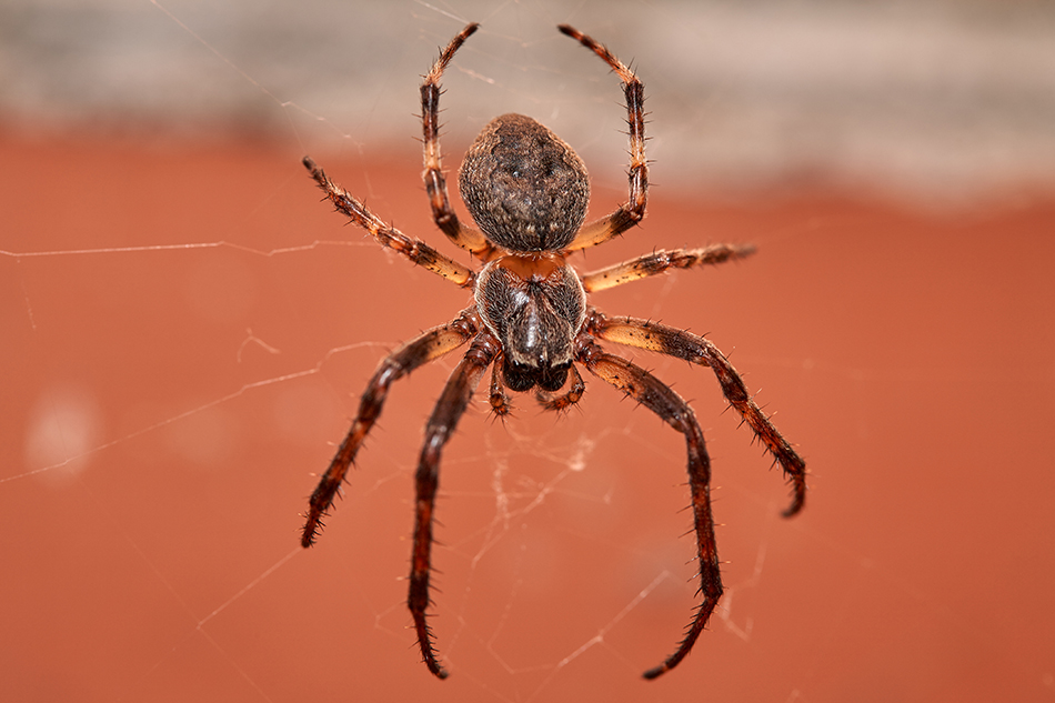 larinioides-cornutus-stock-950