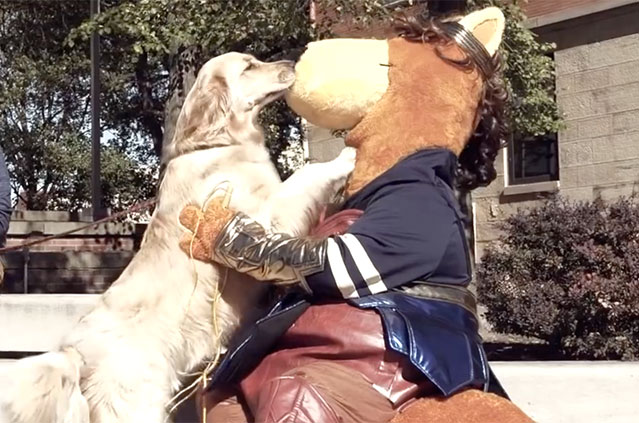 Zippy as wonder woman getting puppy licks from a dog on campus.
